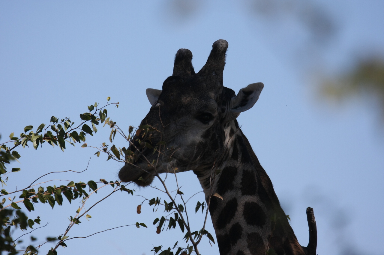 [16787] 2016_06_27_07_41_05_Africa_Canon_EOS_40D_IMG__00006.jpg