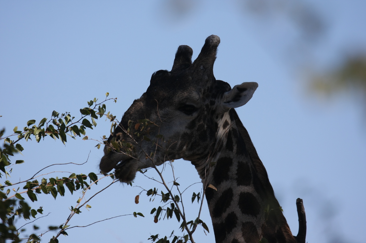 [16796] 2016_06_27_07_41_06_Africa_Canon_EOS_40D_IMG__00009.jpg