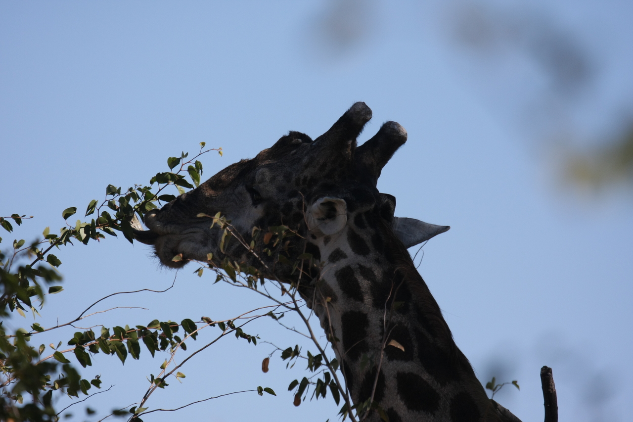 [16799] 2016_06_27_07_41_08_Africa_Canon_EOS_40D_IMG__00010.jpg