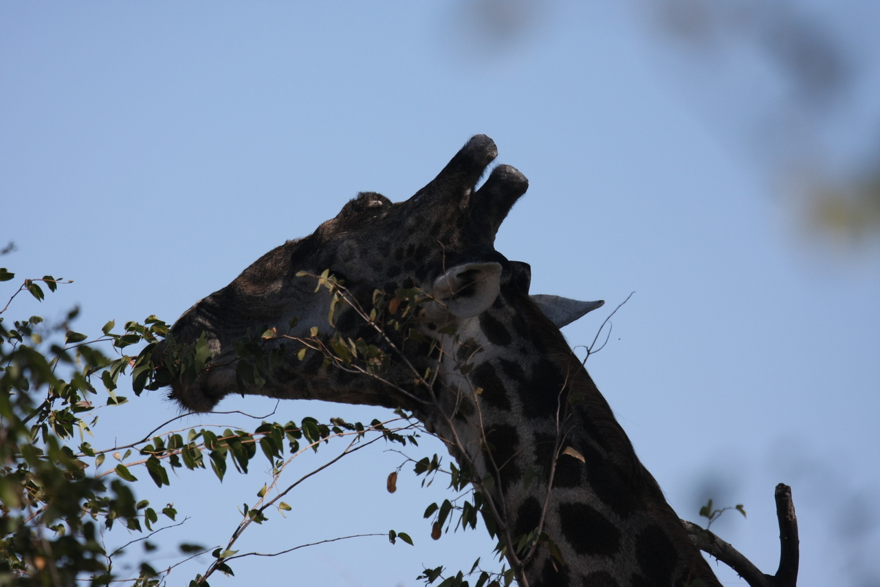 [16807] 2016_06_27_07_41_08_Africa_Canon_EOS_40D_IMG__09749.jpg
