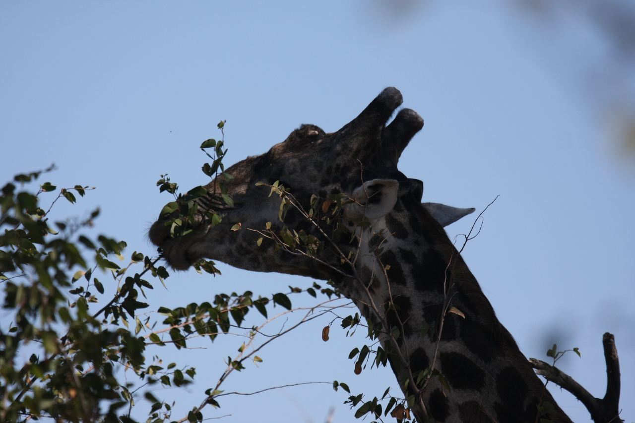 [16813] 2016_06_27_07_41_09_Africa_Canon_EOS_40D_IMG__09752.jpg