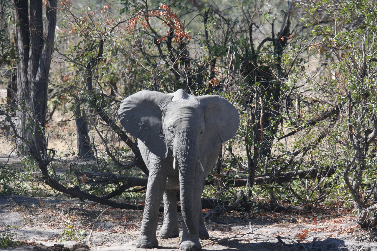 [16826] 2016_06_27_07_51_43_Africa_Canon_EOS_40D_IMG__00018.jpg