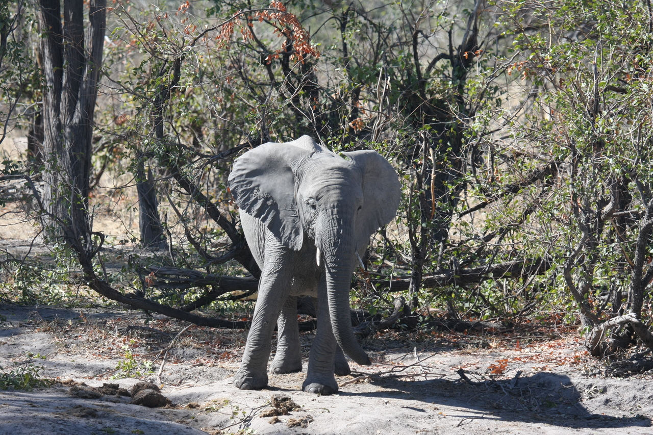 [16831] 2016_06_27_07_51_45_Africa_Canon_EOS_40D_IMG__09756.jpg