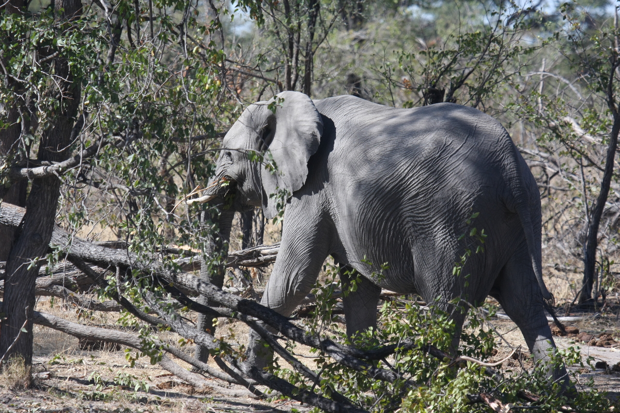 [16858] 2016_06_27_07_52_25_Africa_Canon_EOS_40D_IMG__09764.jpg