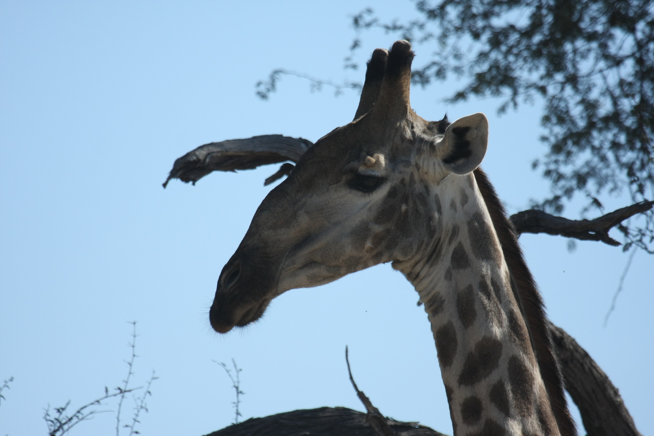 [16878] 2016_06_27_07_54_27_Africa_Canon_EOS_40D_IMG__09768.jpg