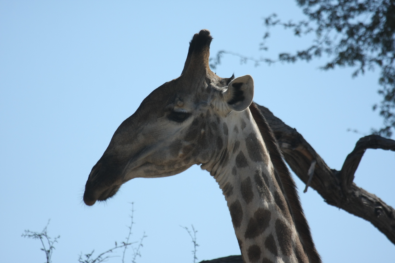 [16879] 2016_06_27_07_54_27_Africa_Canon_EOS_40D_IMG__09769.jpg