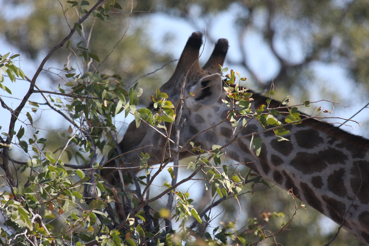 [16902] 2016_06_27_07_56_12_Africa_Canon_EOS_40D_IMG__02331.jpg