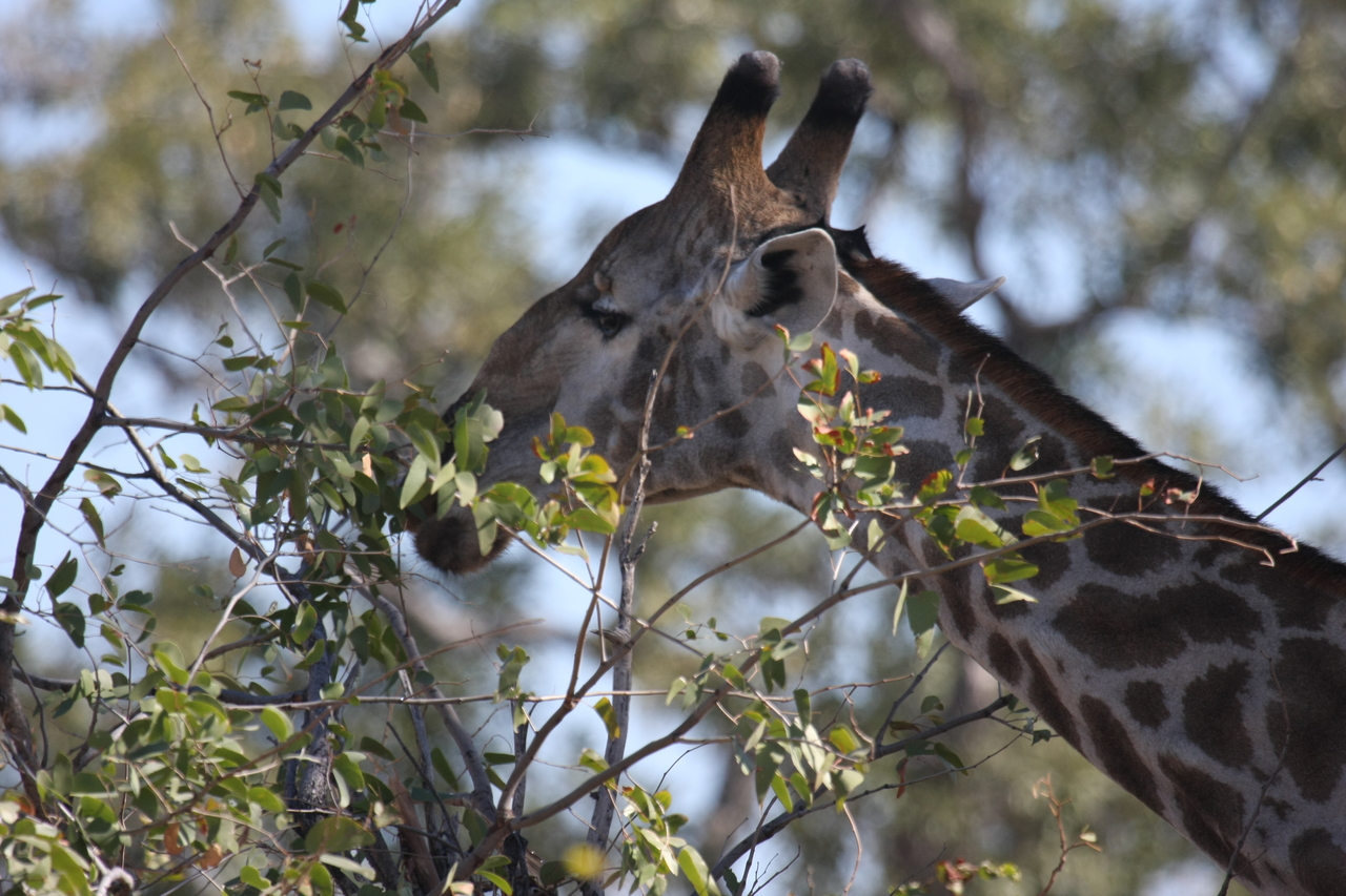 [16908] 2016_06_27_07_56_13_Africa_Canon_EOS_40D_IMG__02333.jpg