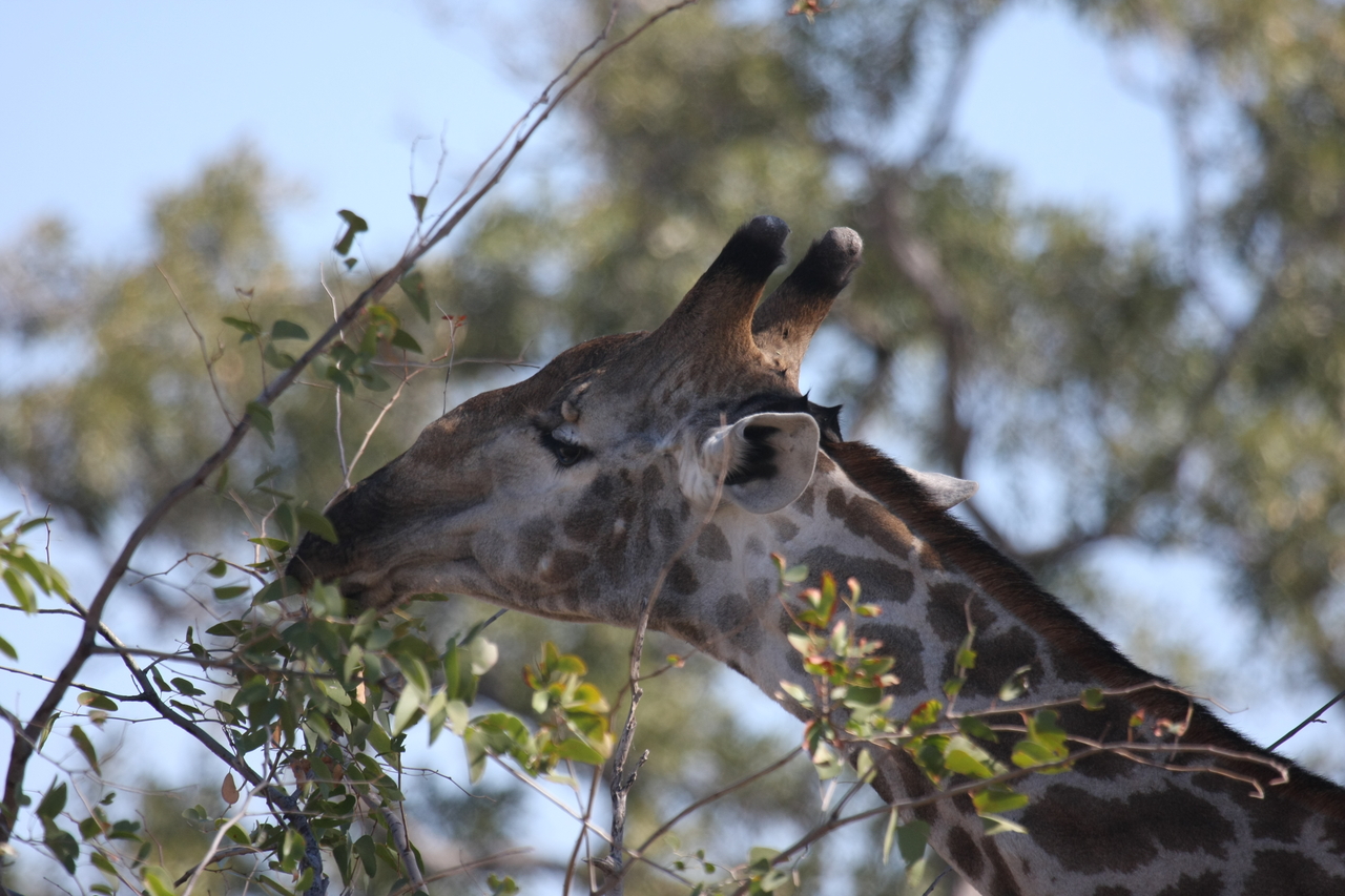 [16913] 2016_06_27_07_56_14_Africa_Canon_EOS_40D_IMG__02335.jpg