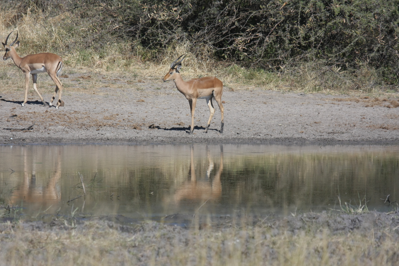 [16922] 2016_06_27_08_07_26_Africa_Canon_EOS_40D_IMG__00047.jpg