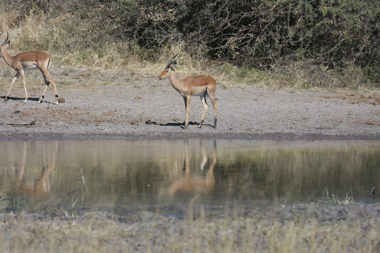 [16923] 2016_06_27_08_07_26_Africa_Canon_EOS_40D_IMG__00048.jpg