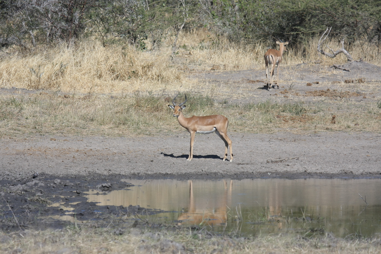 [16946] 2016_06_27_08_07_49_Africa_Canon_EOS_40D_IMG__02345.jpg
