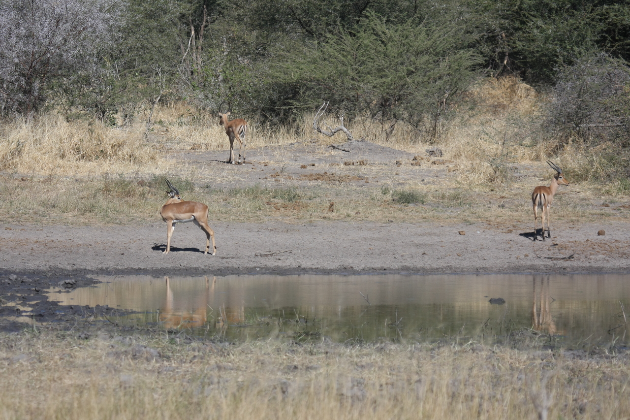 [16957] 2016_06_27_08_08_00_Africa_Canon_EOS_40D_IMG__09796.jpg