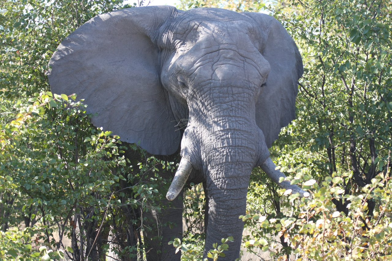 [16987] 2016_06_27_09_17_56_Africa_Canon_EOS_40D_IMG__02354.jpg