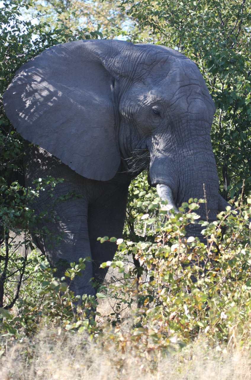 [16991] 2016_06_27_09_18_14_Africa_Canon_EOS_40D_IMG__00067.jpg