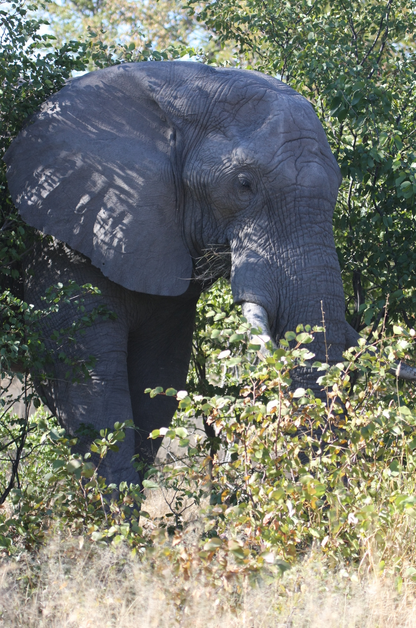 [16996] 2016_06_27_09_18_14_Africa_Canon_EOS_40D_IMG__09803.jpg