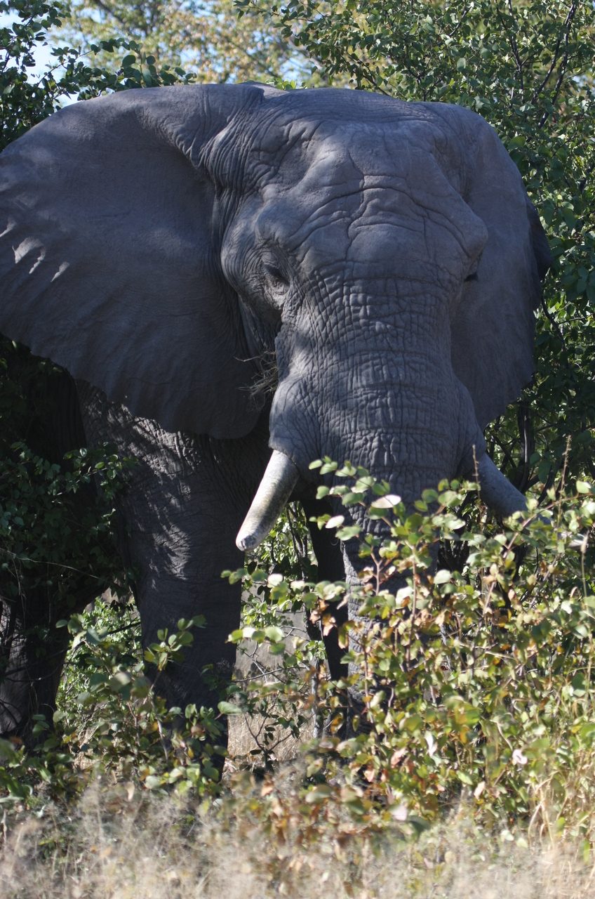 [17000] 2016_06_27_09_18_25_Africa_Canon_EOS_40D_IMG__00071.jpg