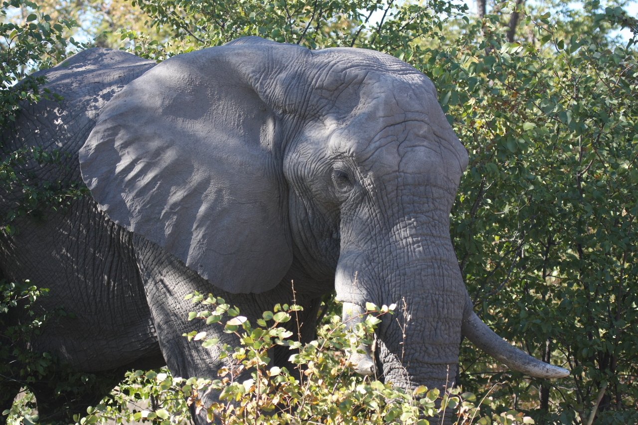 [17007] 2016_06_27_09_19_28_Africa_Canon_EOS_40D_IMG__00072.jpg