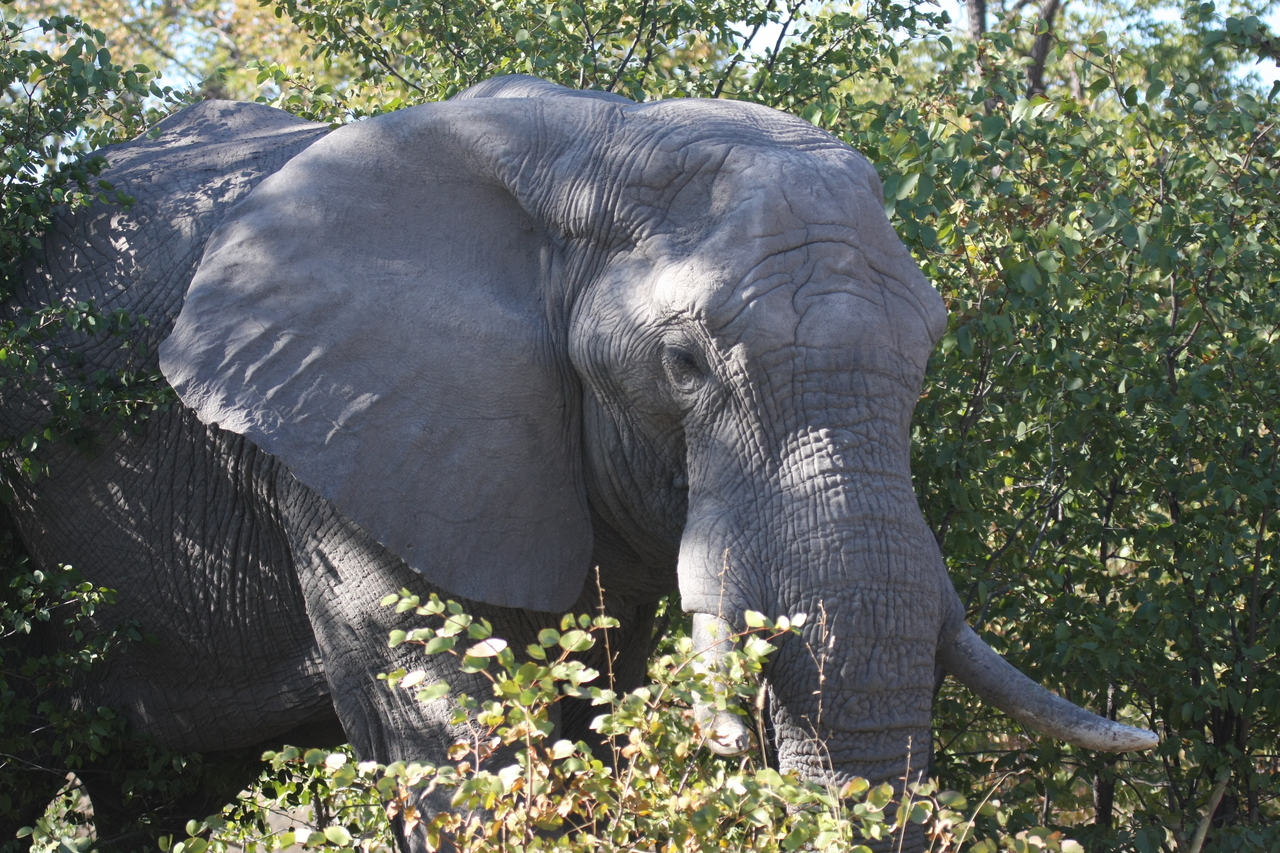 [17012] 2016_06_27_09_19_28_Africa_Canon_EOS_40D_IMG__09810.jpg