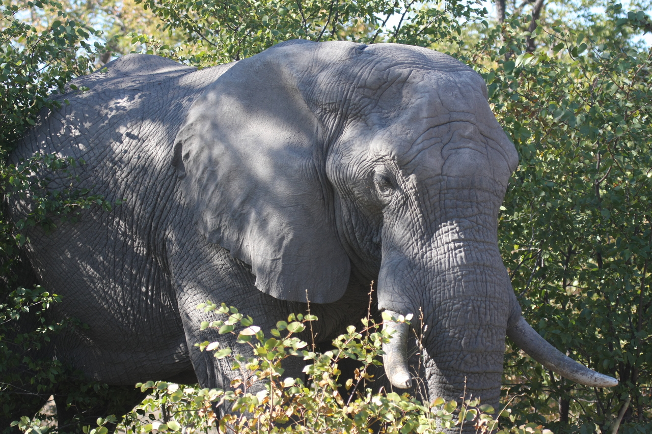 [17017] 2016_06_27_09_19_30_Africa_Canon_EOS_40D_IMG__09811.jpg