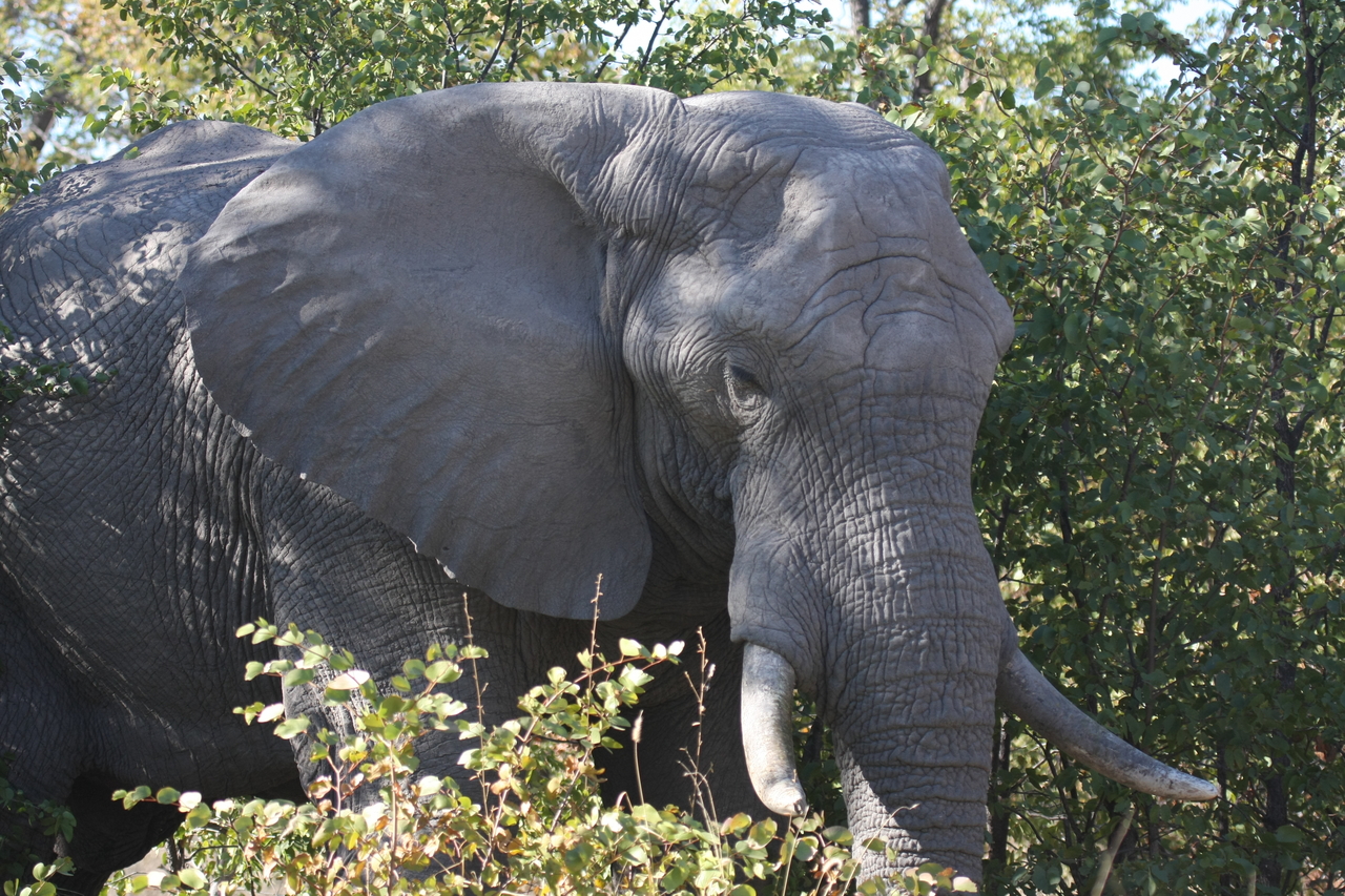 [17021] 2016_06_27_09_19_38_Africa_Canon_EOS_40D_IMG__00078.jpg