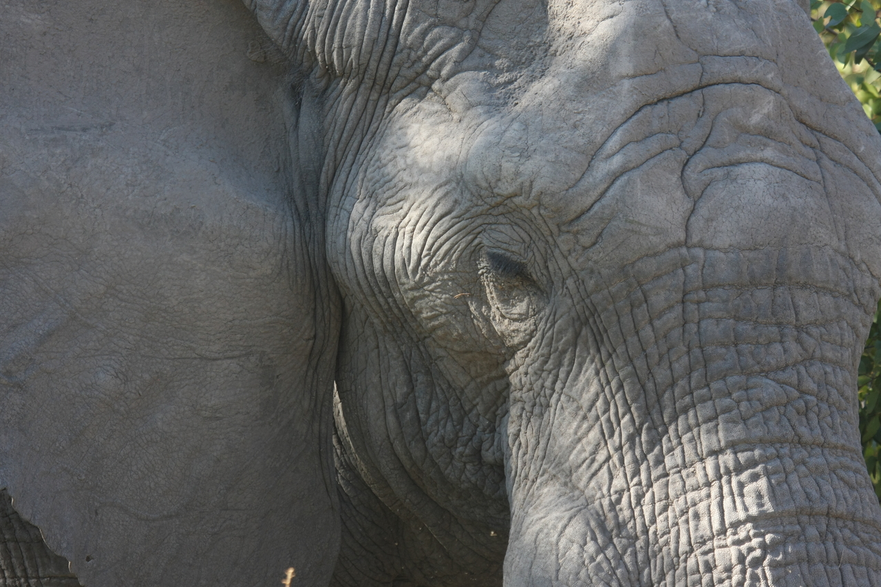 [17029] 2016_06_27_09_19_46_Africa_Canon_EOS_40D_IMG__00081.jpg