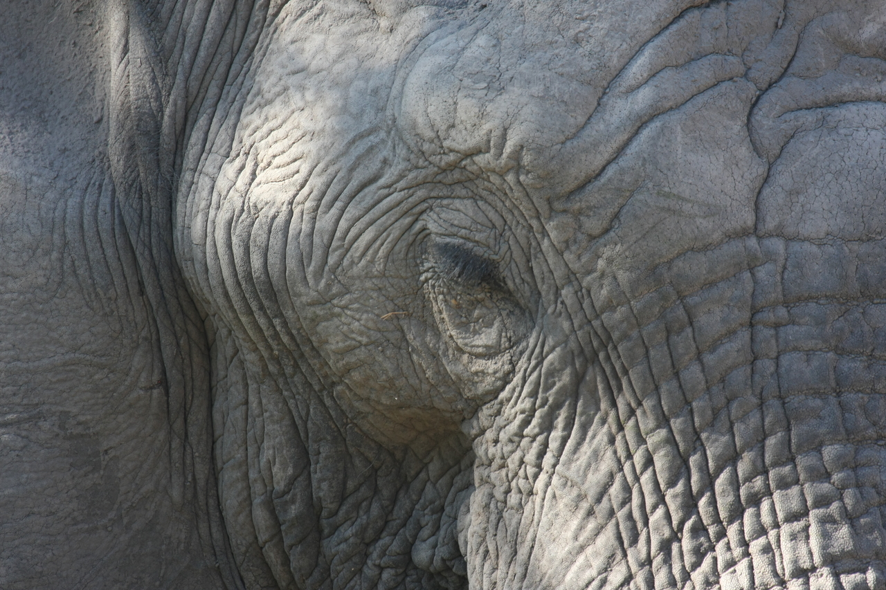 [17039] 2016_06_27_09_19_55_Africa_Canon_EOS_40D_IMG__09820.jpg