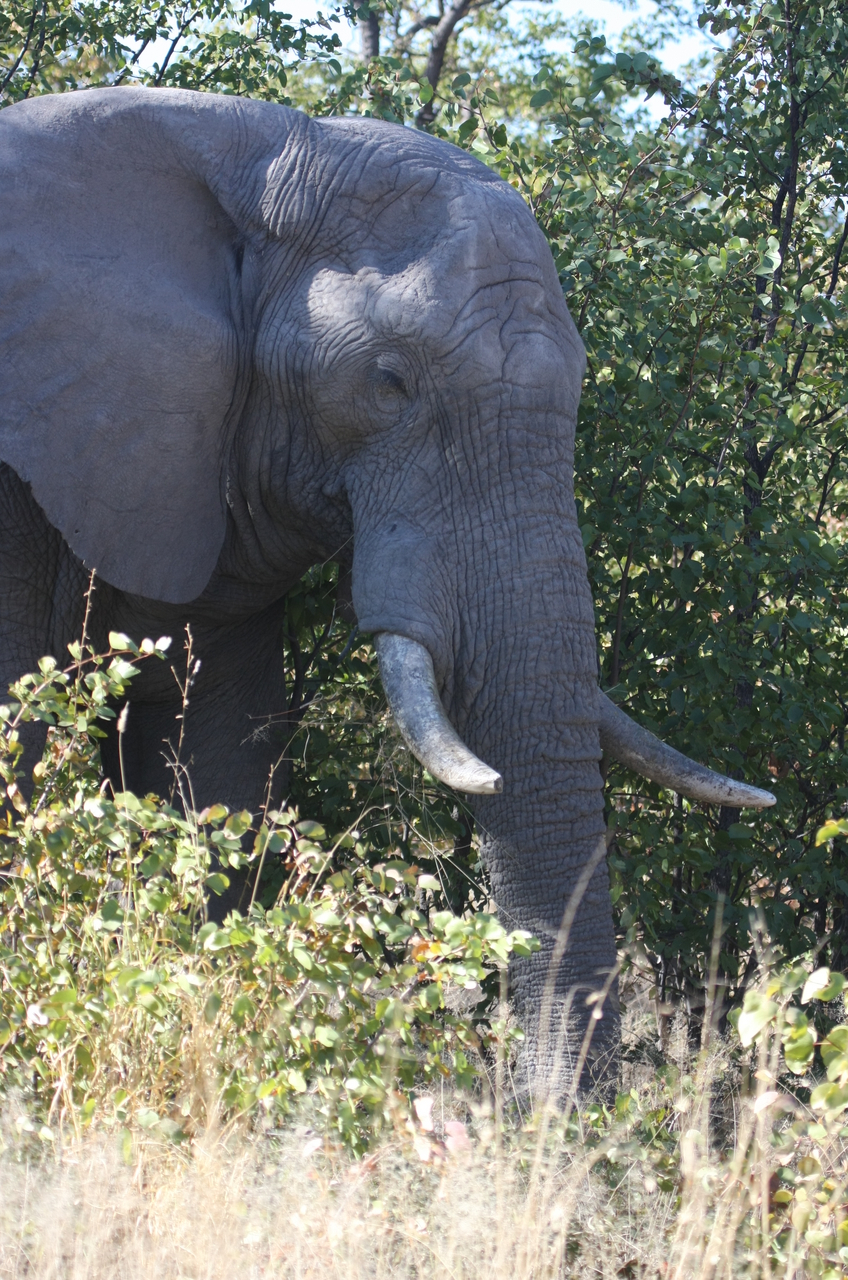 [17045] 2016_06_27_09_20_16_Africa_Canon_EOS_40D_IMG__09822.jpg