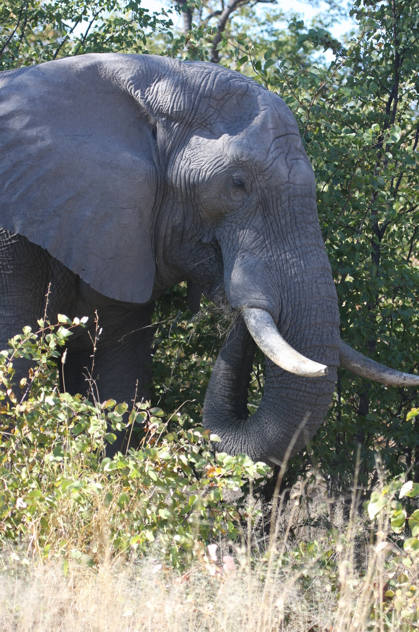 [17046] 2016_06_27_09_20_18_Africa_Canon_EOS_40D_IMG__00086.jpg