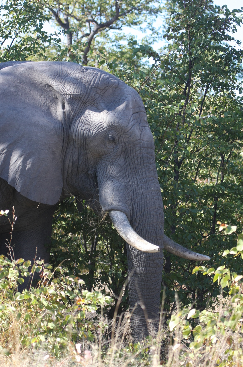 [17052] 2016_06_27_09_20_22_Africa_Canon_EOS_40D_IMG__00088.jpg