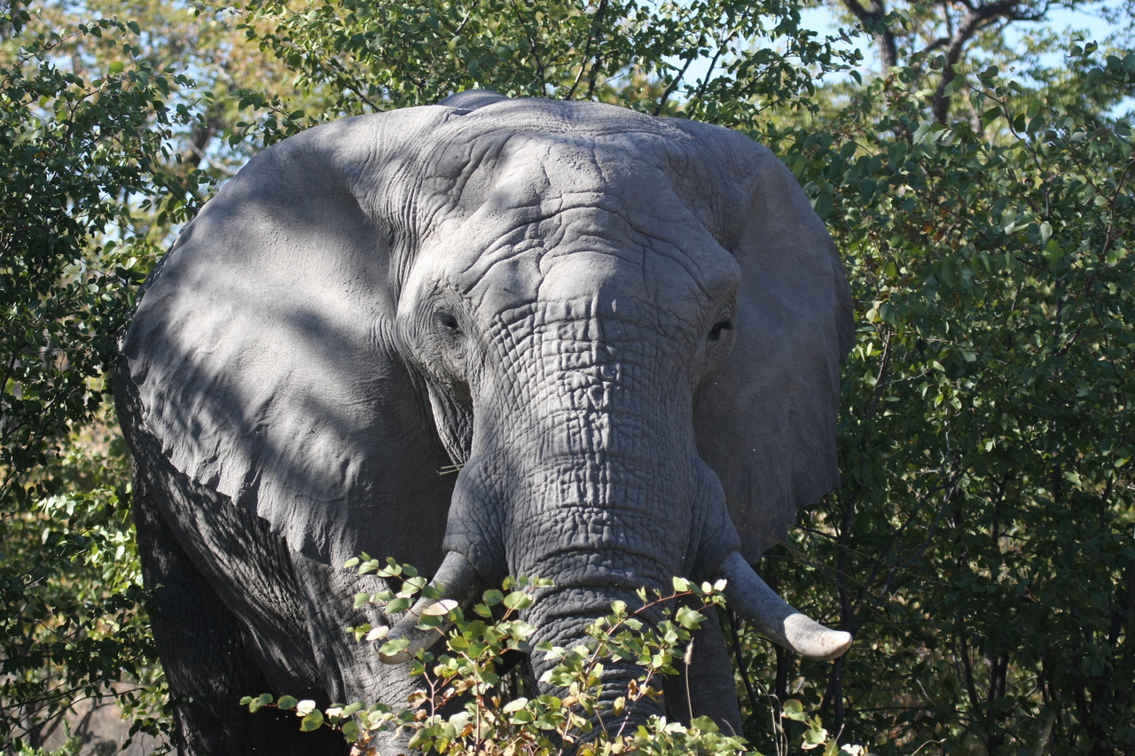 [17066] 2016_06_27_09_26_01_Africa_Canon_EOS_40D_IMG__09830.jpg