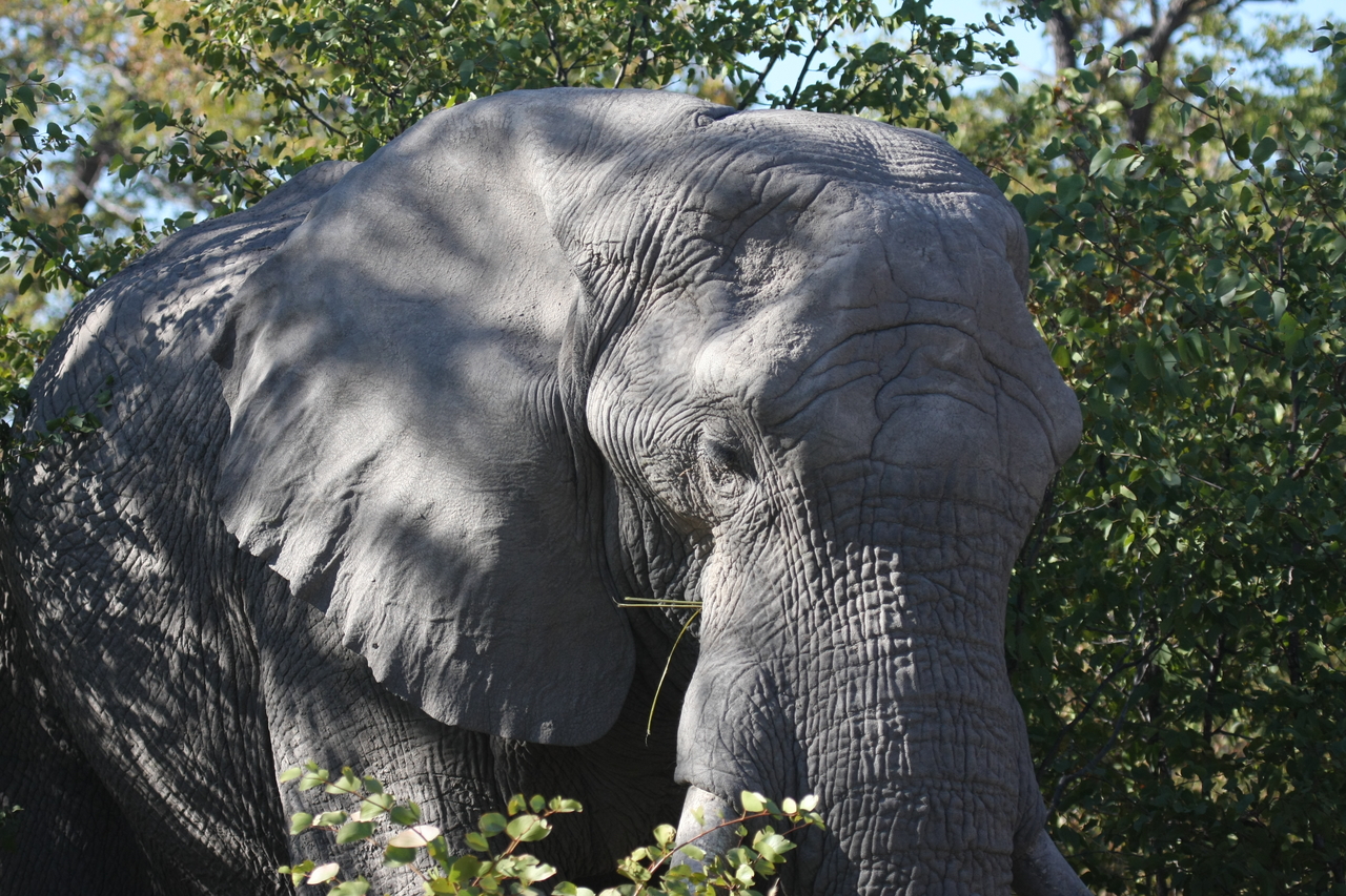 [17087] 2016_06_27_09_26_15_Africa_Canon_EOS_40D_IMG__09831.jpg