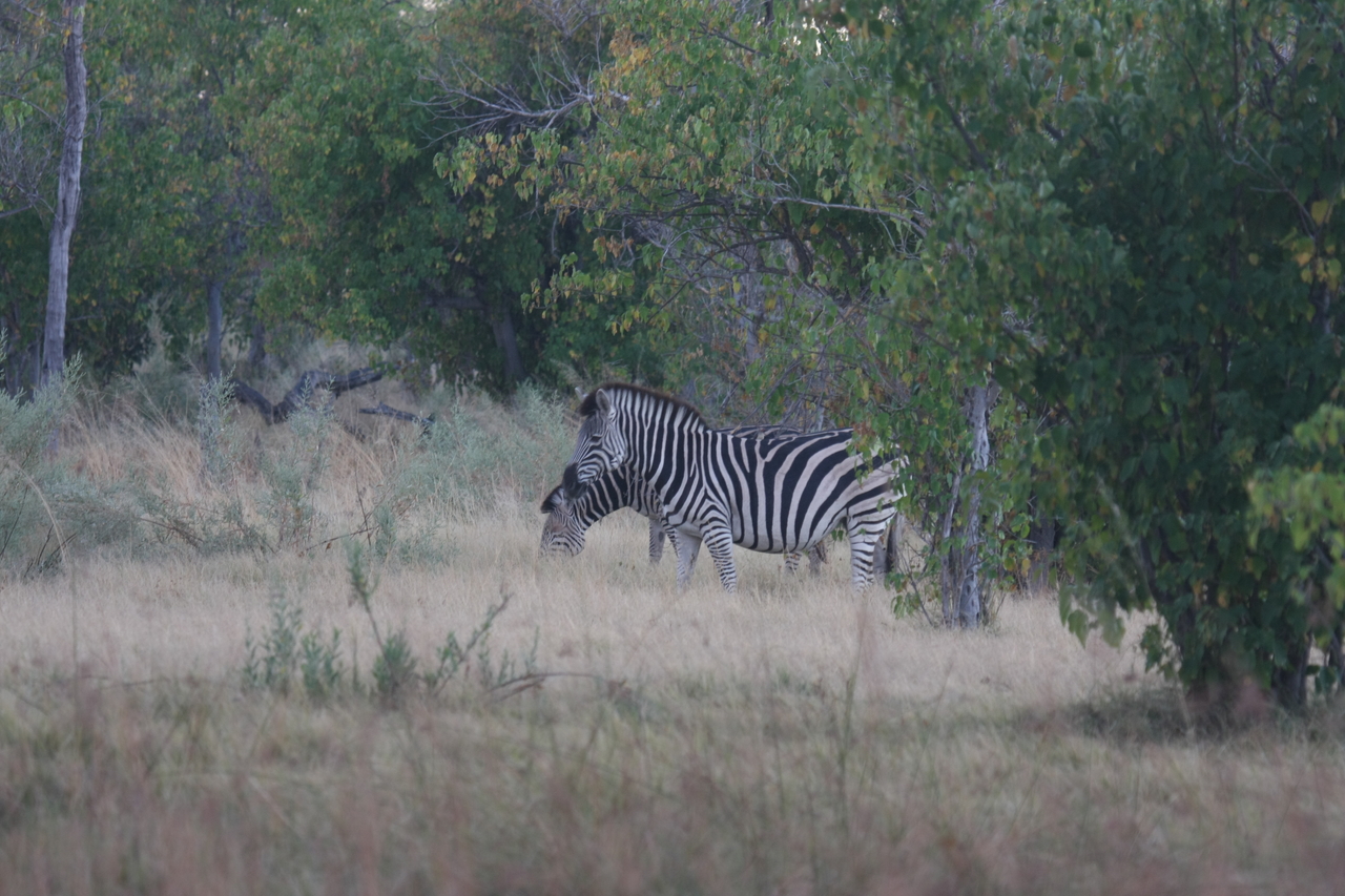 [17476] 2016_06_28_00_58_05_Africa_Canon_EOS_40D_IMG__09836.jpg