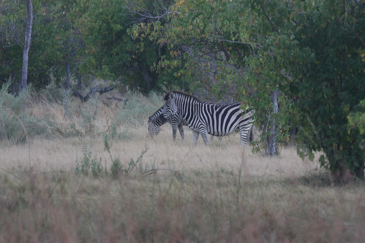 [17482] 2016_06_28_00_58_18_Africa_Canon_EOS_40D_IMG__10058.jpg