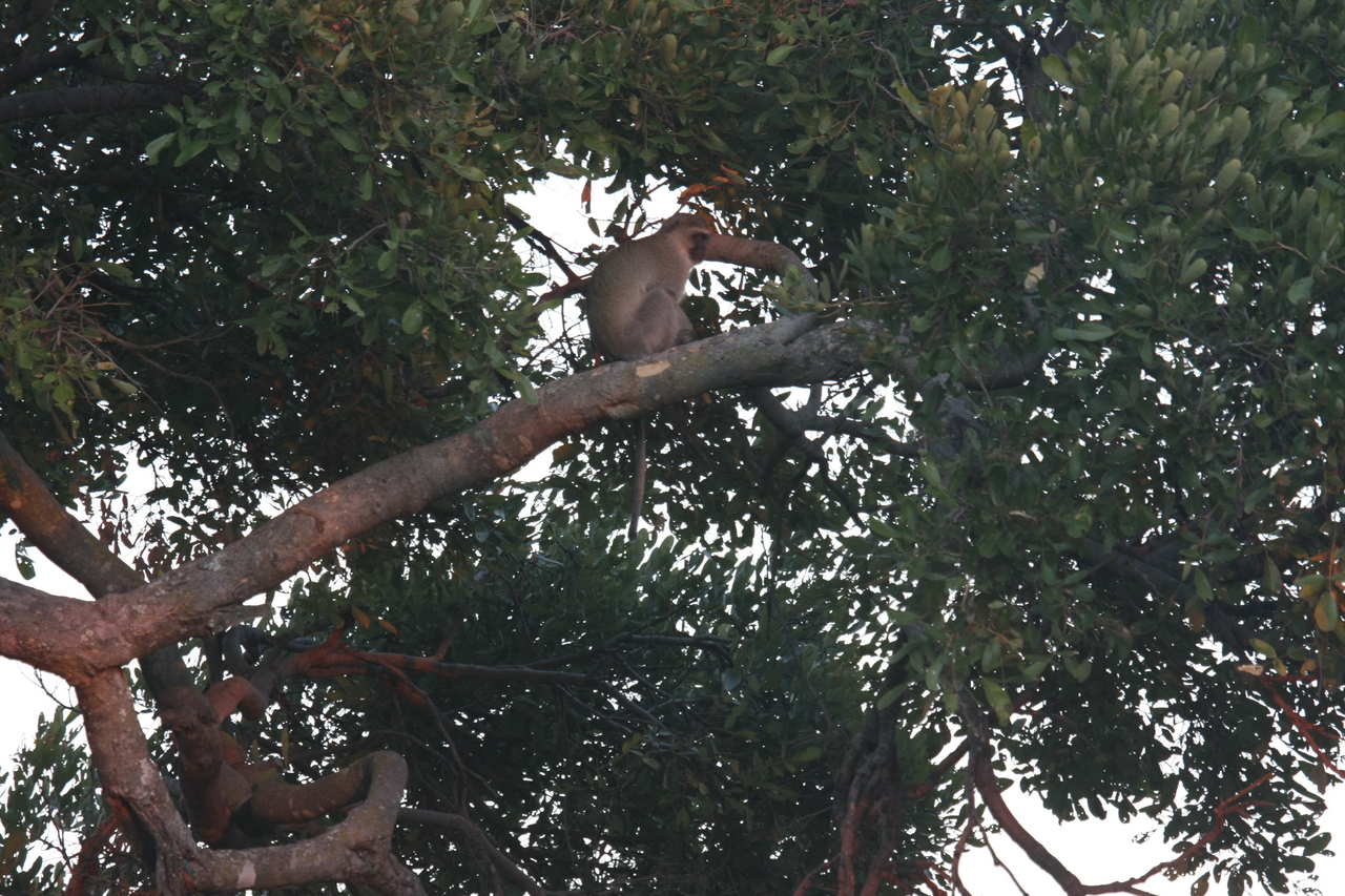 [17491] 2016_06_28_01_04_00_Africa_Canon_EOS_40D_IMG__02944.jpg