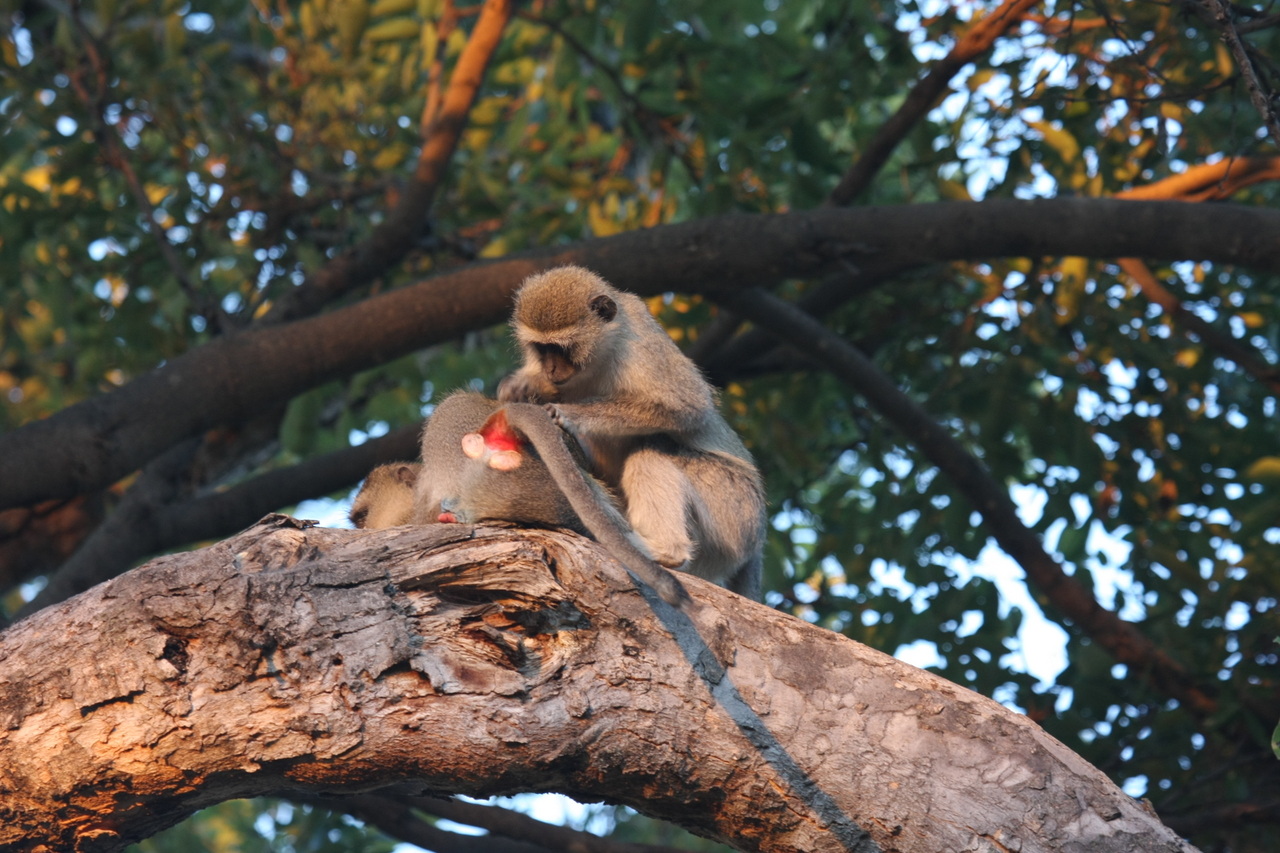 [17521] 2016_06_28_01_08_25_Africa_Canon_EOS_40D_IMG__02456.jpg