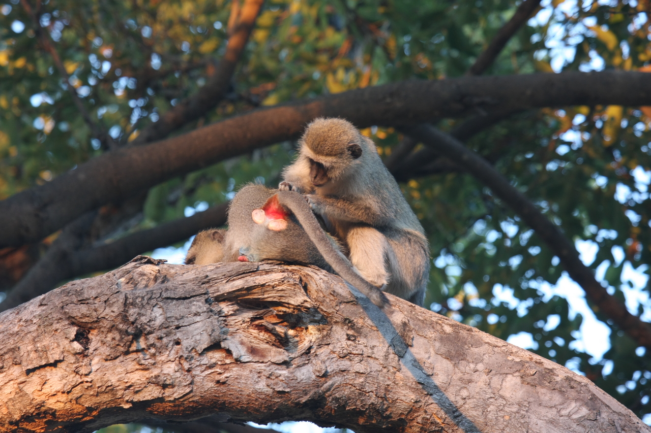 [17525] 2016_06_28_01_08_33_Africa_Canon_EOS_40D_IMG__00091.jpg
