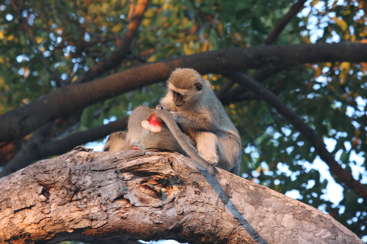 [17526] 2016_06_28_01_08_33_Africa_Canon_EOS_40D_IMG__00102.jpg