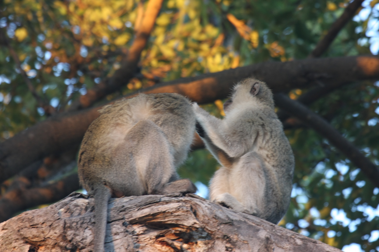 [17555] 2016_06_28_01_10_33_Africa_Canon_EOS_40D_IMG__00158.jpg