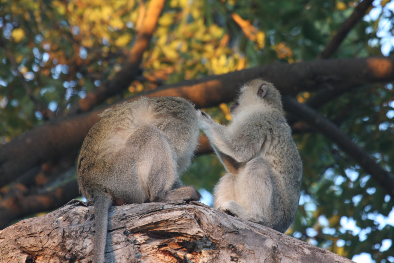 [17556] 2016_06_28_01_10_33_Africa_Canon_EOS_40D_IMG__00169.jpg