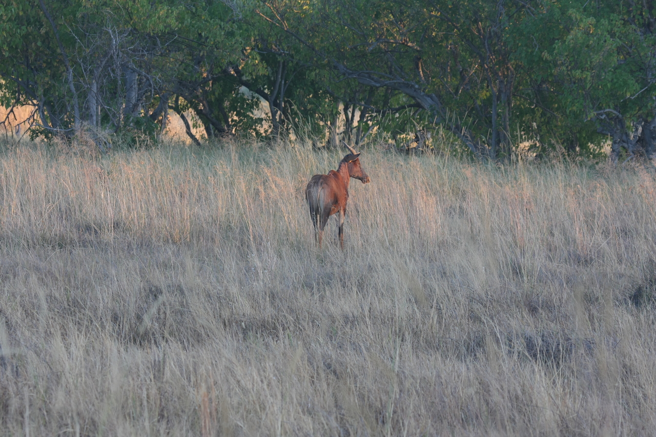 [17579] 2016_06_28_01_12_49_Africa_Canon_EOS_40D_IMG__02612.jpg