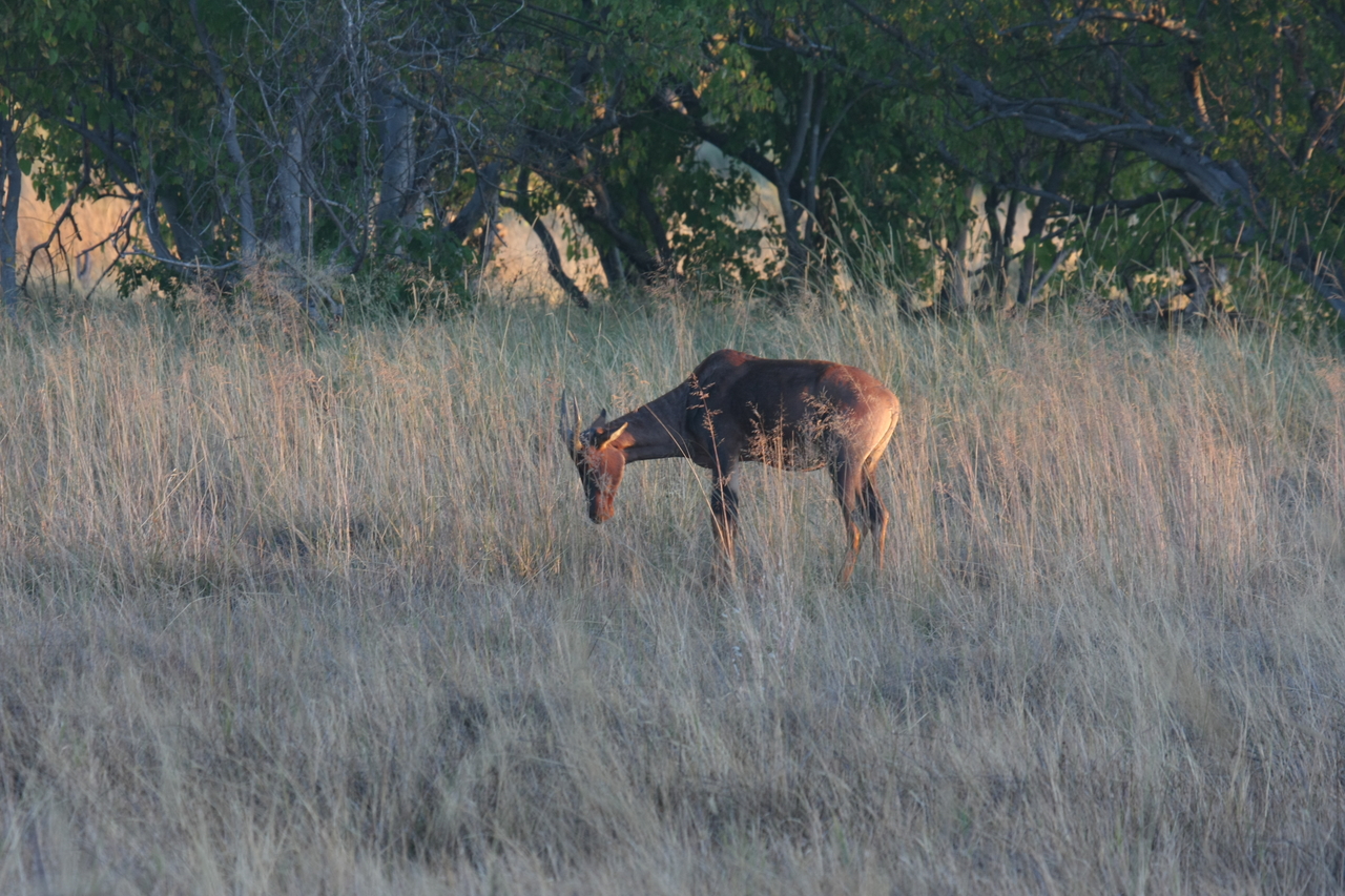 [17594] 2016_06_28_01_13_12_Africa_Canon_EOS_40D_IMG__02667.jpg