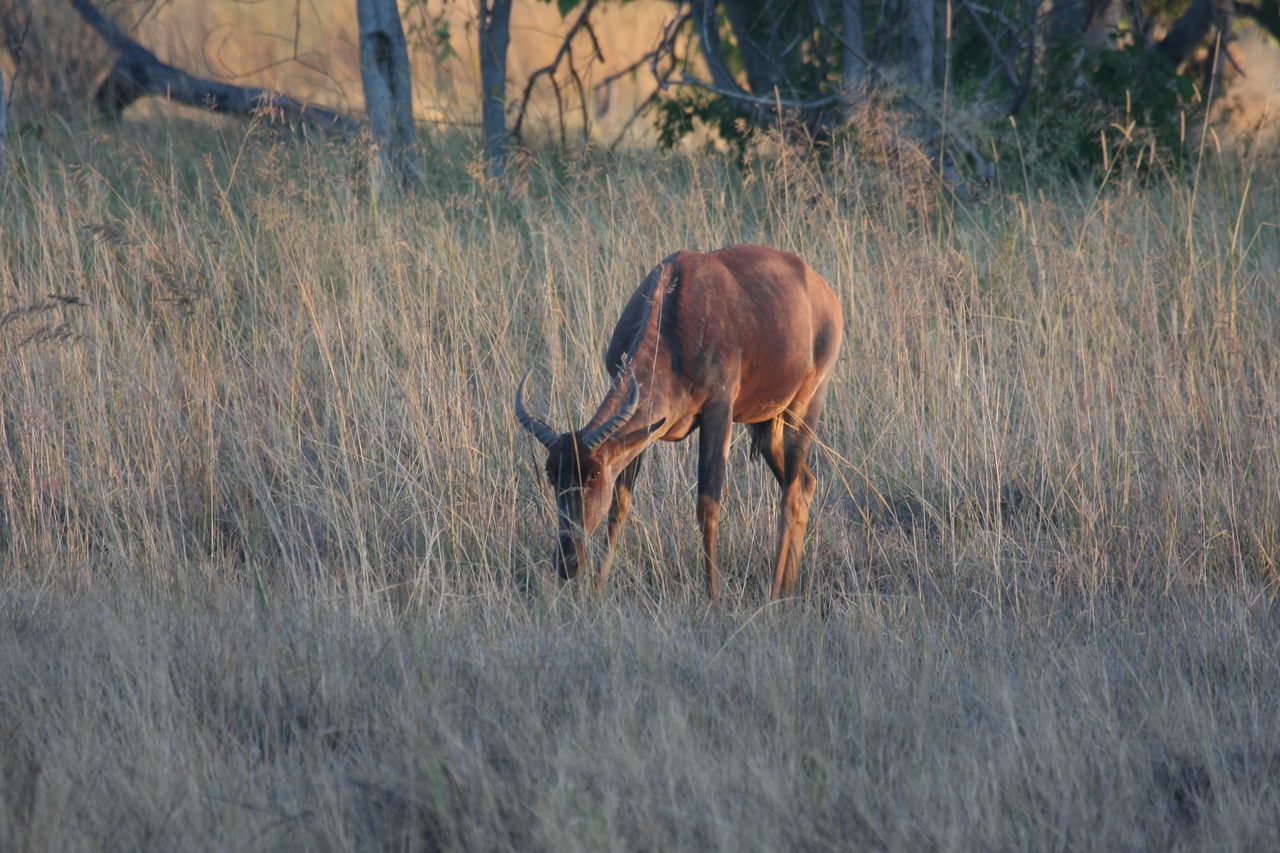 [17609] 2016_06_28_01_14_30_Africa_Canon_EOS_40D_IMG__02723.jpg