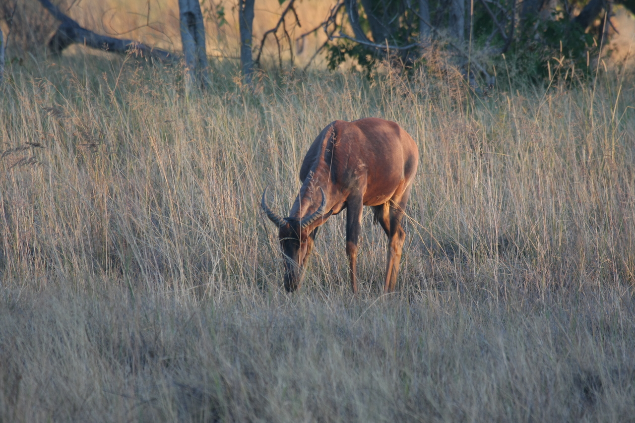 [17612] 2016_06_28_01_14_30_Africa_Canon_EOS_40D_IMG__10181.jpg