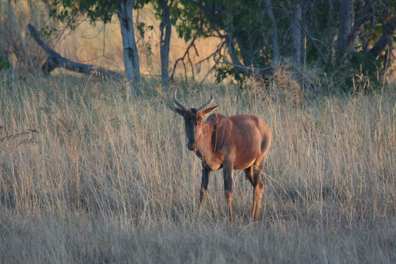 [17619] 2016_06_28_01_14_33_Africa_Canon_EOS_40D_IMG__10192.jpg