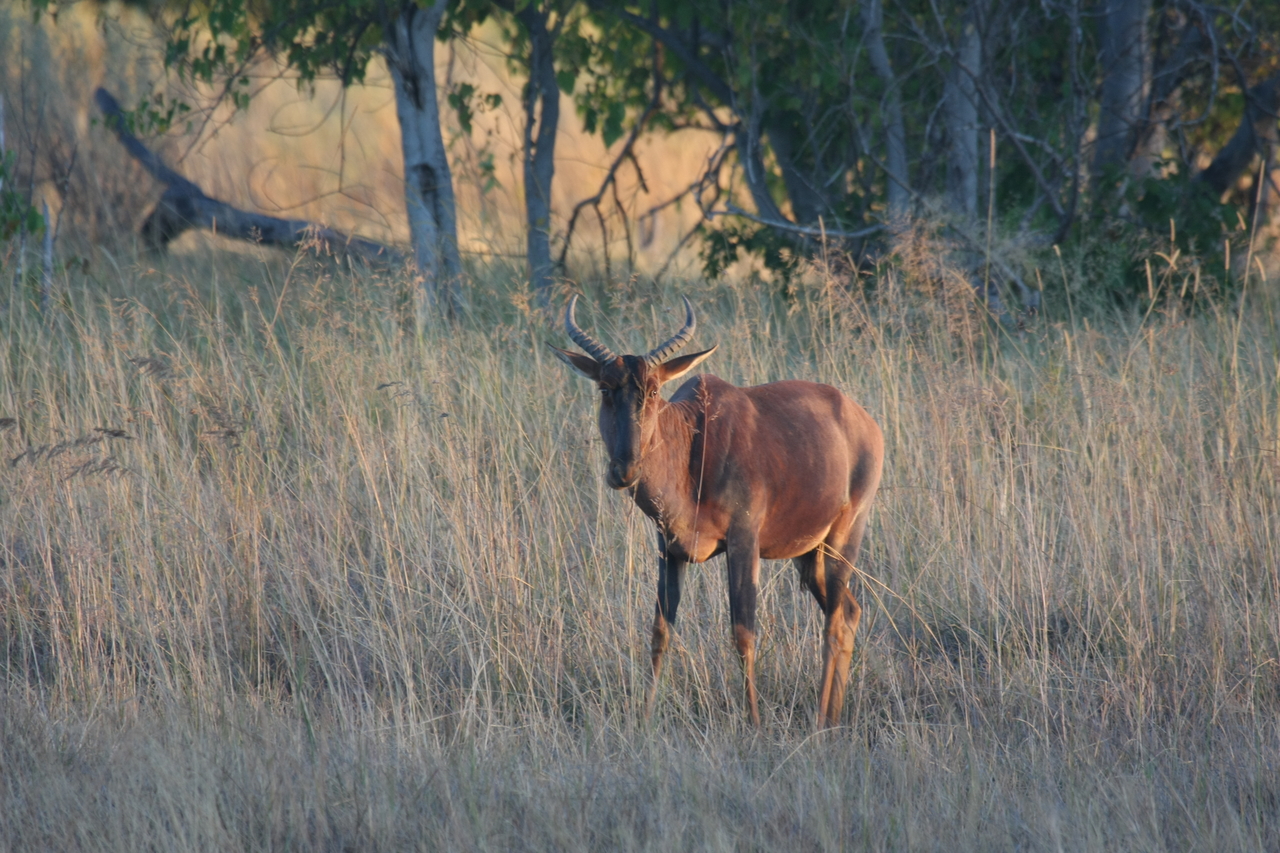 [17621] 2016_06_28_01_14_33_Africa_Canon_EOS_40D_IMG__10214.jpg