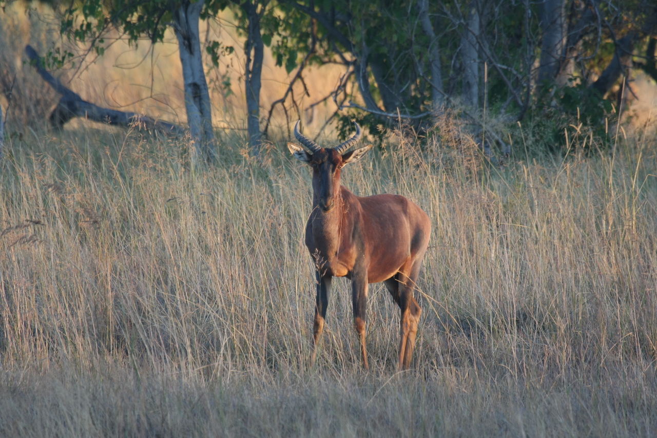 [17649] 2016_06_28_01_14_59_Africa_Canon_EOS_40D_IMG__10303.jpg