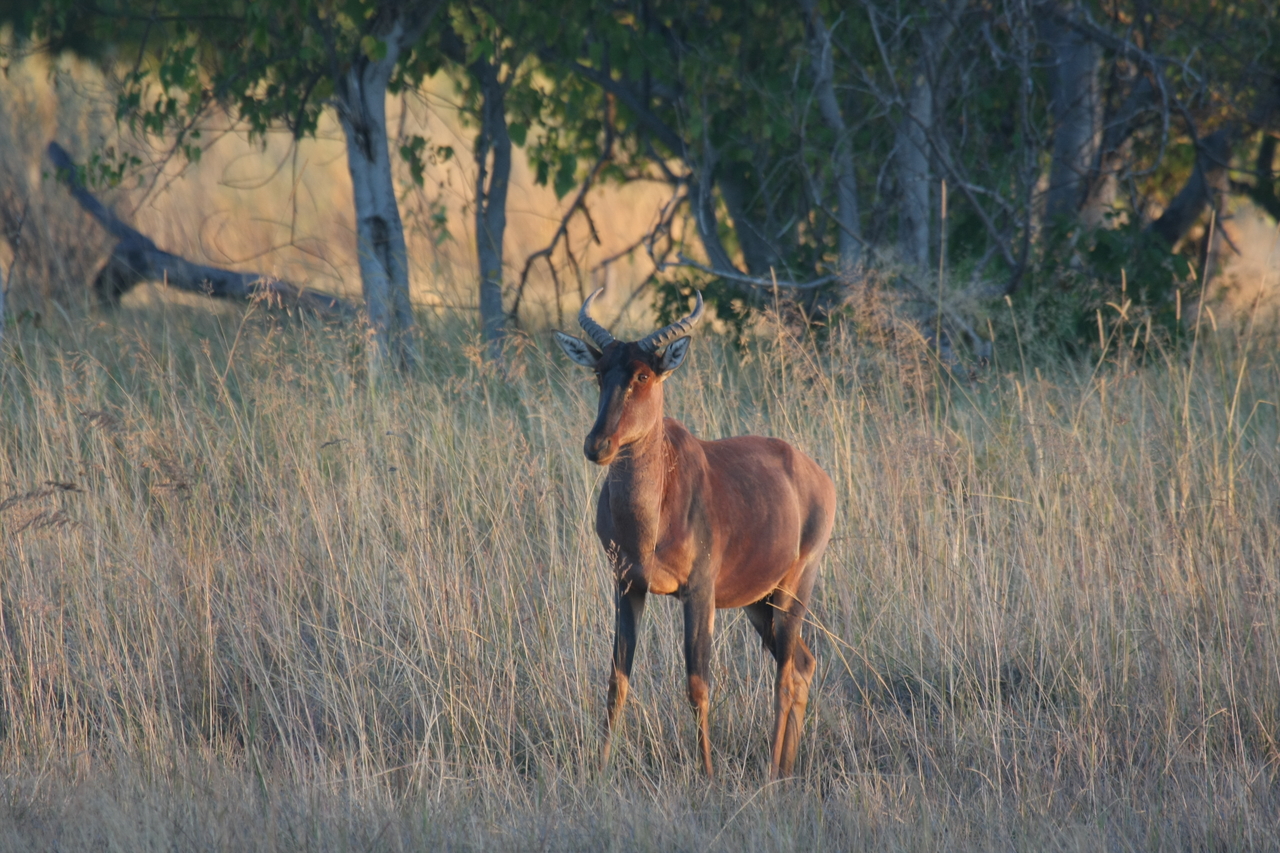 [17654] 2016_06_28_01_15_01_Africa_Canon_EOS_40D_IMG__10336.jpg