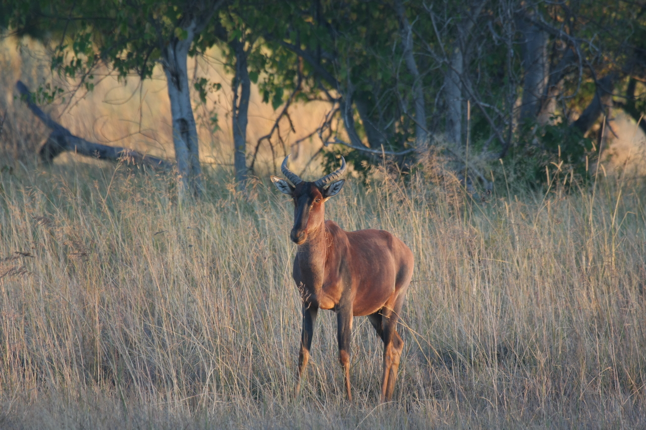 [17656] 2016_06_28_01_15_02_Africa_Canon_EOS_40D_IMG__00524.jpg