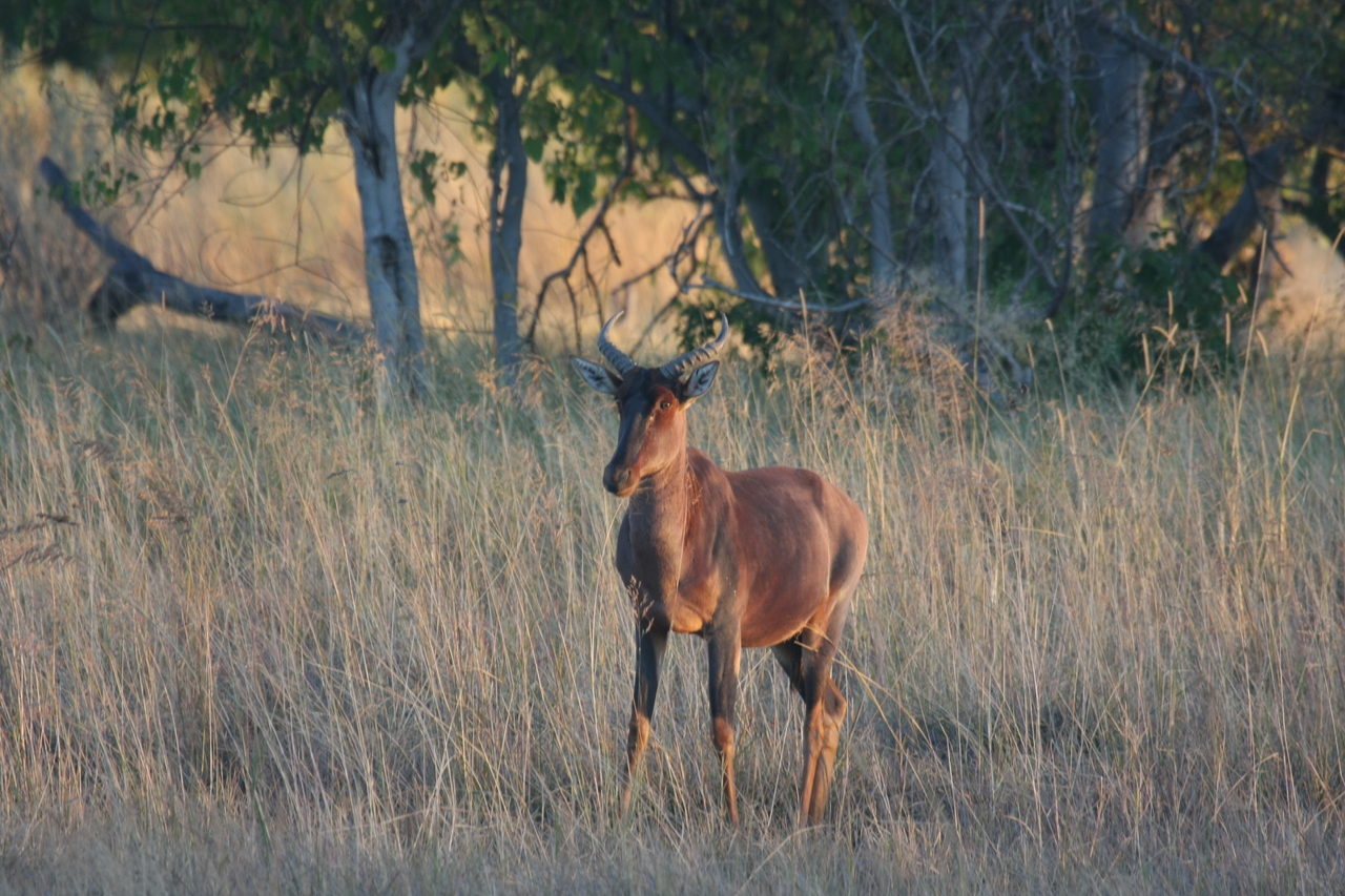 [17659] 2016_06_28_01_15_02_Africa_Canon_EOS_40D_IMG__10347.jpg